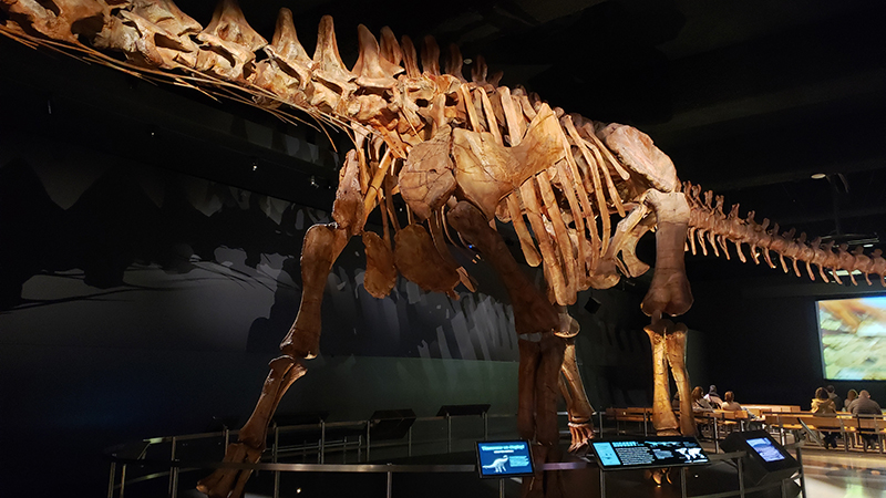 Beatrice Glaviano ’26 took in the dinosaurs while visiting American Museum of Natural History.
