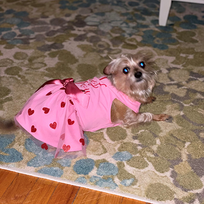 Tara Butler’s dog Roxie in her Valentine’s Day dress.