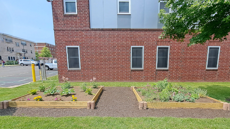 A 'Victory Grove' behind Celentano Hall, planted as part of a senior thesis project by environmental science major Jennifer Arena ’26 