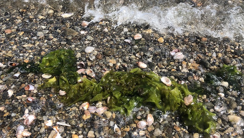 Picture of algae.