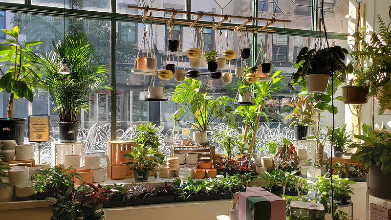 Plants in a shop
