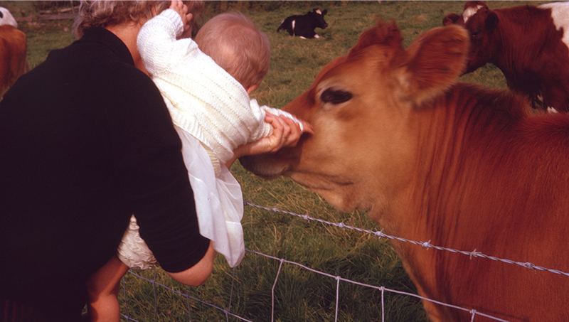 Dr. Virginia Maxwell was very young when she met a cow for the first time.