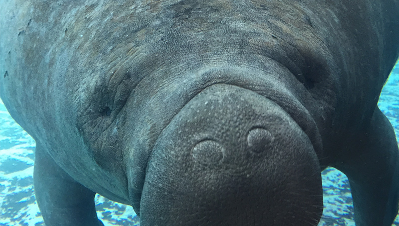 Image of a manatee