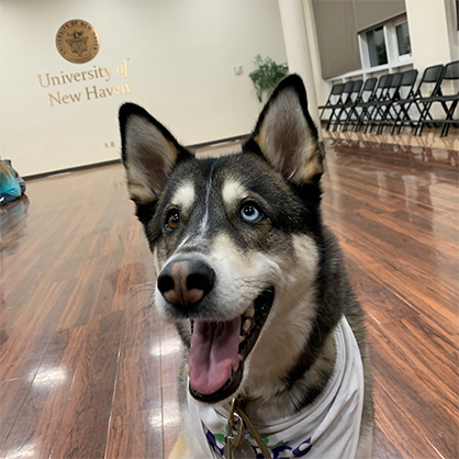 Brue, the University's staff therapy dog.