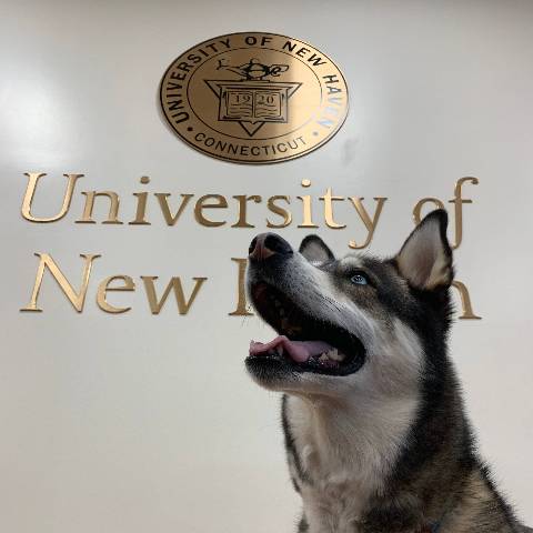 Image of Brue, the University's staff therapy dog.