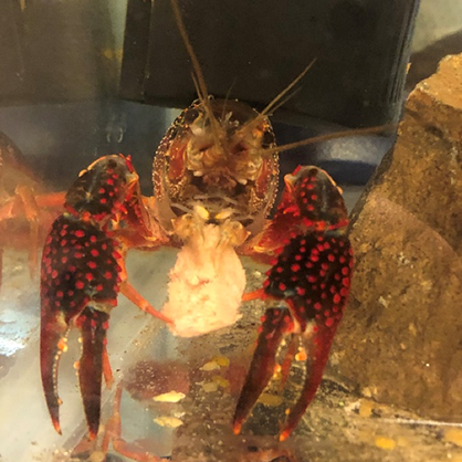 Crayfish eating dining hall food scraps.