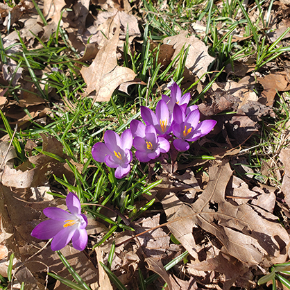Beatrice Glaviano appreciates a sign of spring. 