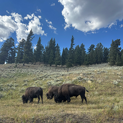 No, you can't pet them