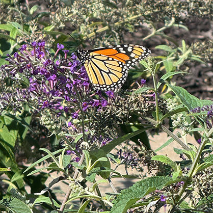 Sometimes peace finds you in the smallest moments