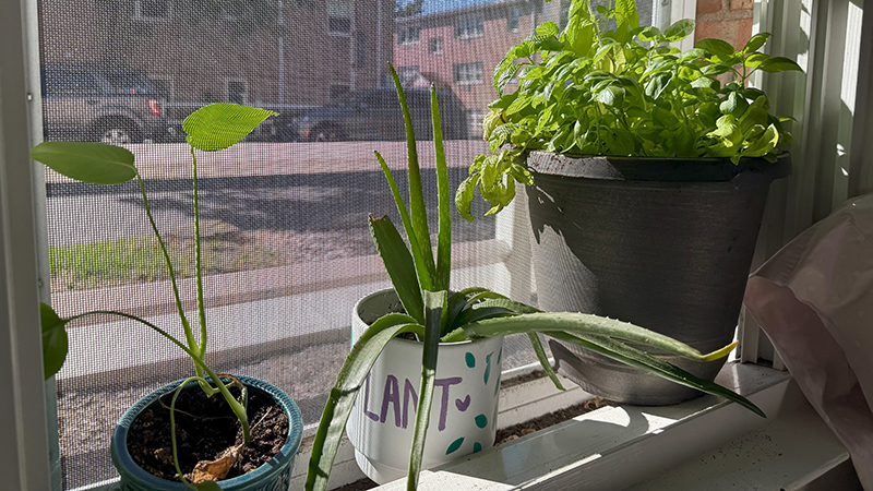 'Is 13 too many plants?'