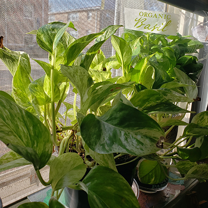 'You can never own too many plants.'