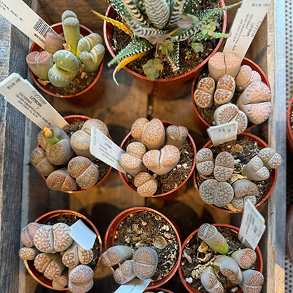 This is what peak plant parent looks like 🌵