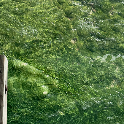 Shoutout to bacteria (thermophiles!) for being low-key gorgeous