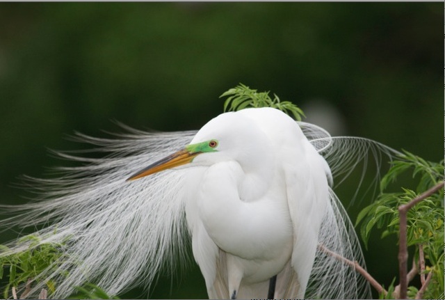 GRACE, Great Egret, Orlando, FL. by Diana Atwood Johnson.