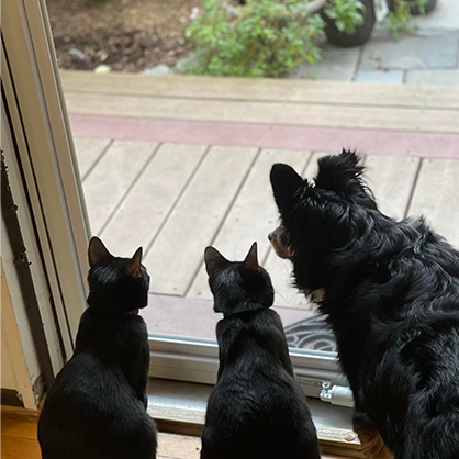 Three cats stare out a window.