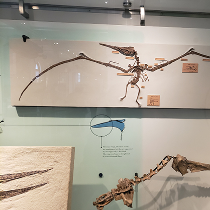A pterodactyl exhibit at the American Museum of Natural History.