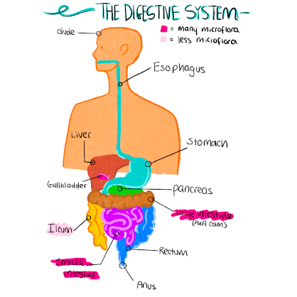 Beatrice Glaviano ’26 explains the digestive system.